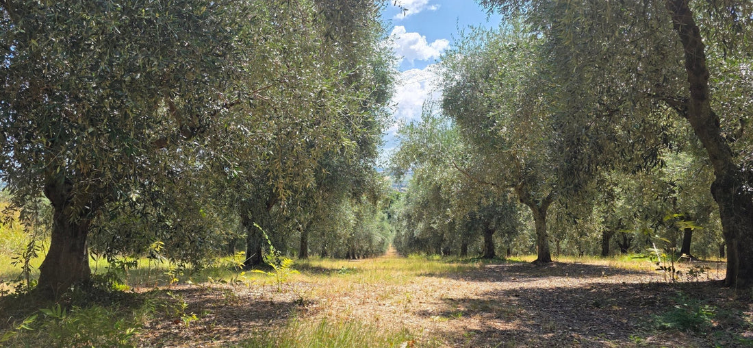 Juillet dans notre oliveraie de Monsano : les olives prennent forme - Casa Marsili