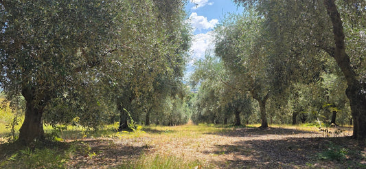Juillet dans notre oliveraie de Monsano : les olives prennent forme - Casa Marsili
