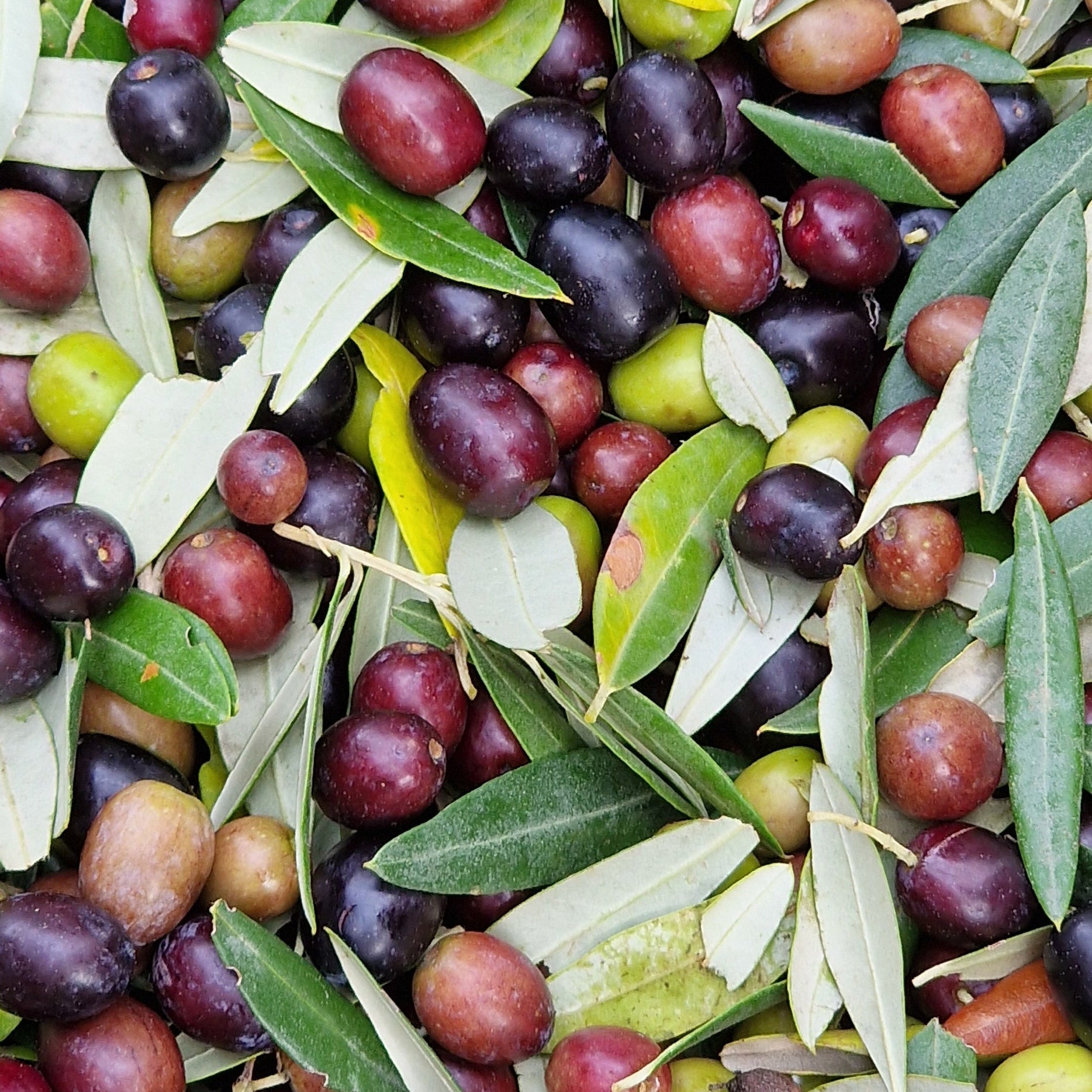 Leccino - Olio Marsili